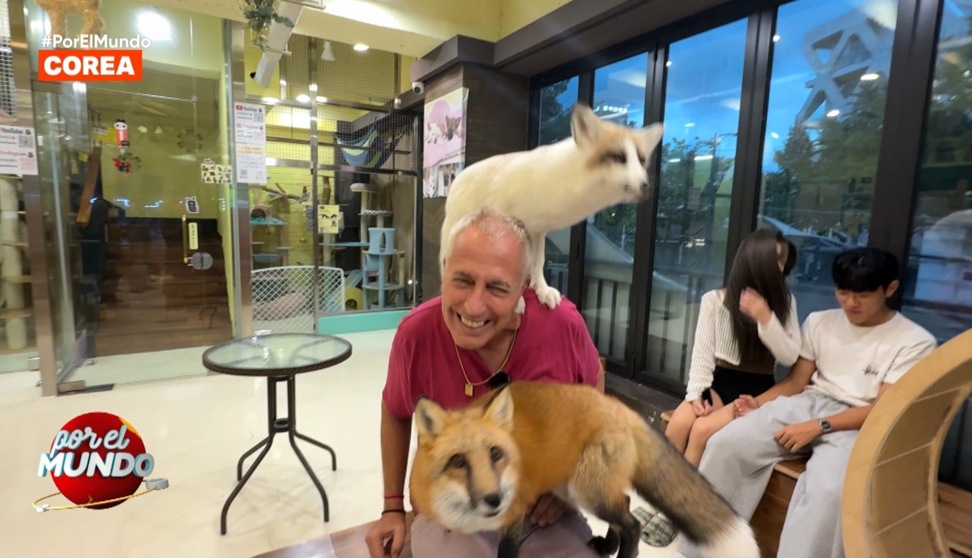Café con animales en Corea: mapaches, suricatas, zorros, la Tora, Marley y más | Mejores Momentos