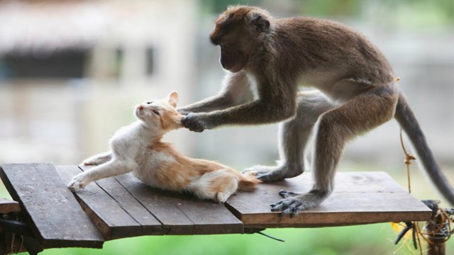 El tierno video viral de un monito abrazando a un gato | Virales