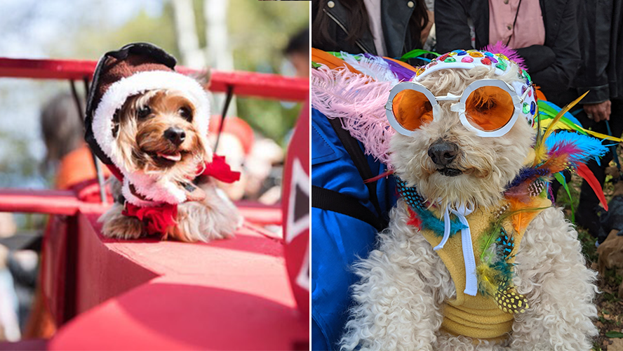 Desfile de disfraces perrunos en Nueva York | Virales