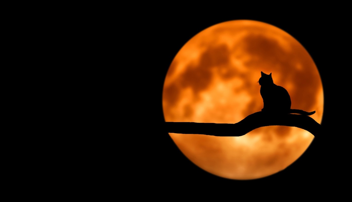 5 curiosidades sobre Halloween | Tendencias