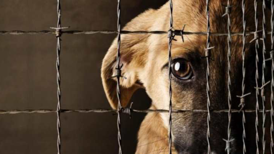 Reforma de la Ley de protección animal: ¿Sí o no? | Sociedad