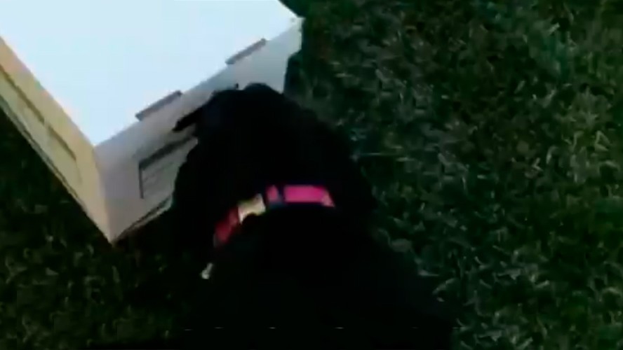 [VlRAL] El mejor regalo para un perro | Virales