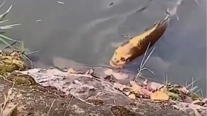 Conocé al pez con cara humana que se volvió viral | Virales