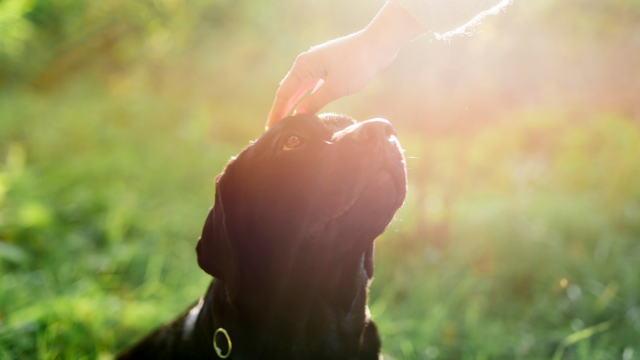 Crueldad animal: multas de $42.800 para quienes no cuiden a sus mascotas | Sociedad
