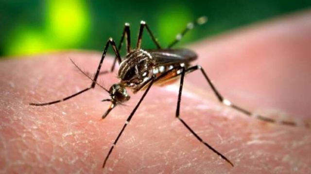 Misterio resuelto: ¿a quiénes pican más los mosquitos? | Sociedad