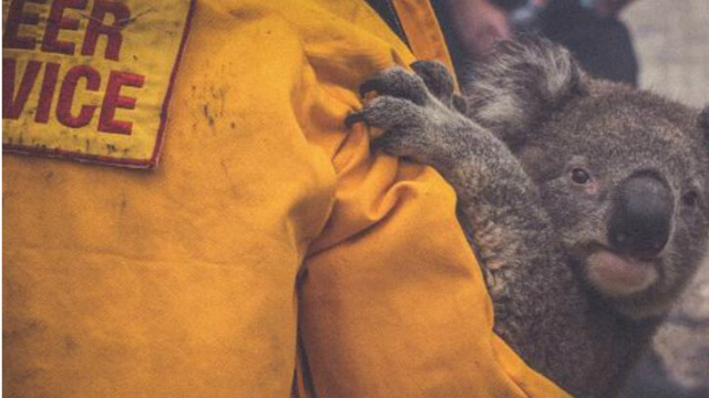 Triste: murieron 480 millones de animales por los incendios en Australia | Sociedad