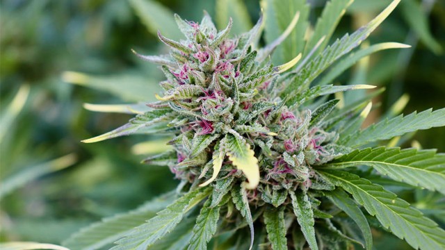 El cannabis se legalizó en Illinois y las ventas fueron récord | Sociedad