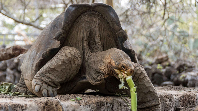 Diego, la tortuga gigante que tuvo tanto sexo que salvó a su especie | Sociedad