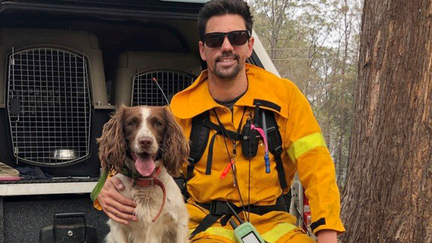 Taylor, la perrita que ayuda a salvar koalas en los incendios de Australia | Virales