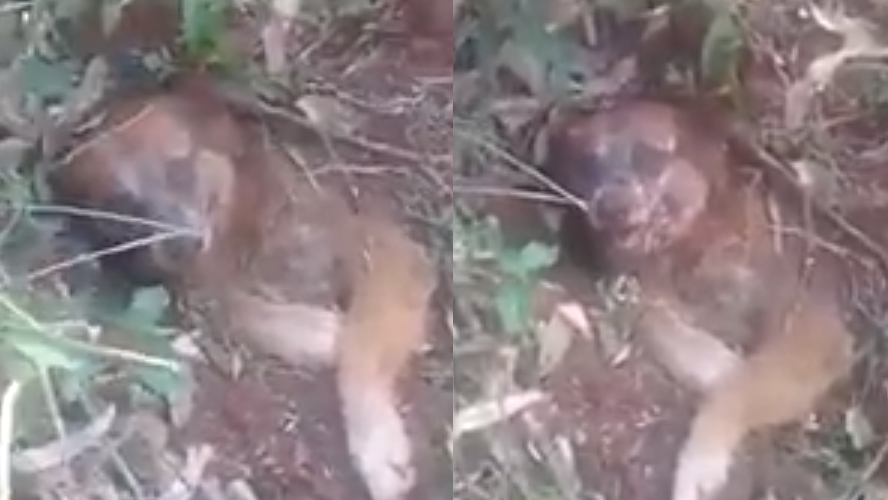 Rescataron a un perro que fue enterrado vivo | Sociedad