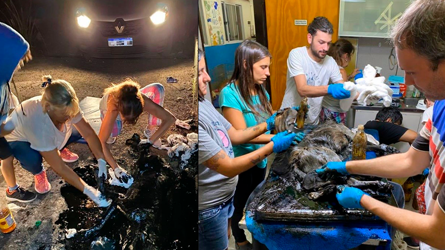 Conmovedor rescate de un perro en Merlo | Sociedad