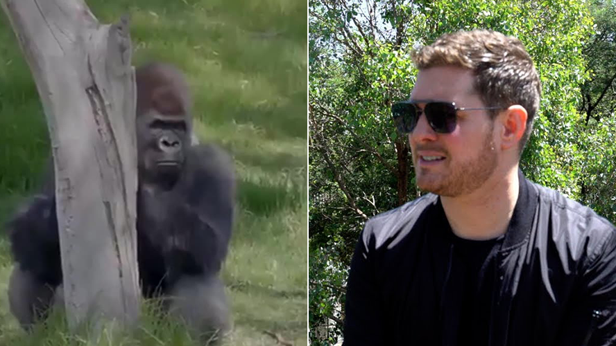 El particular show de Michael Bublé en un zoológico de Australia | Música