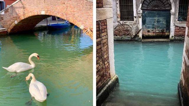 Venecia en cuarentena: aguas cristalinas, cisnes y peces | Virales