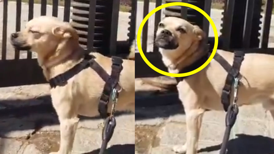Se difundió el llanto de un perrito que no puede entrar a un parque por el coronavirus | Virales