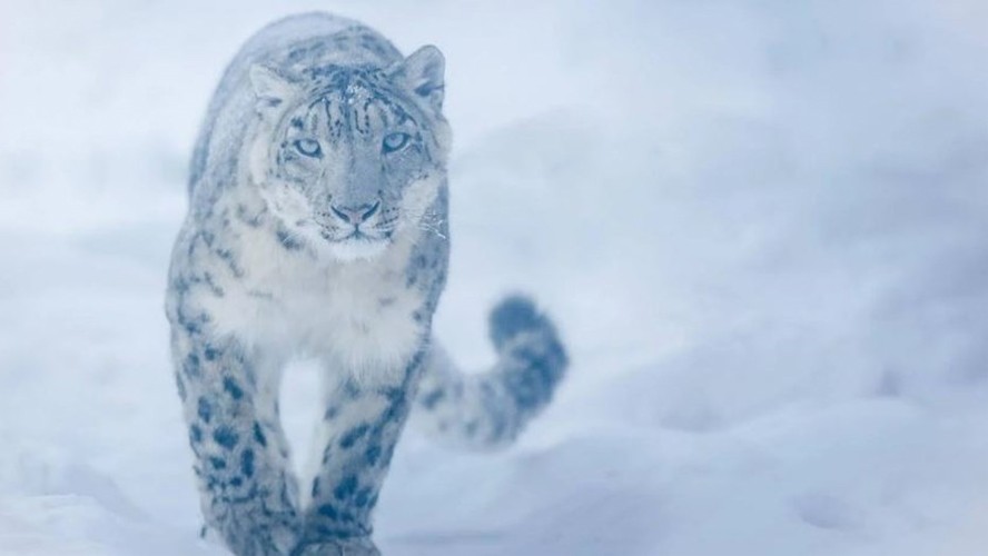 Inesperado descubrimiento de un leopardo de las nieves | Virales