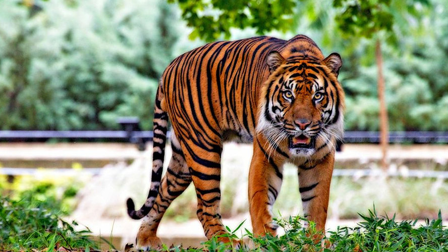 Reto viral: ¿Cuántos tigres hay en la foto? | Virales