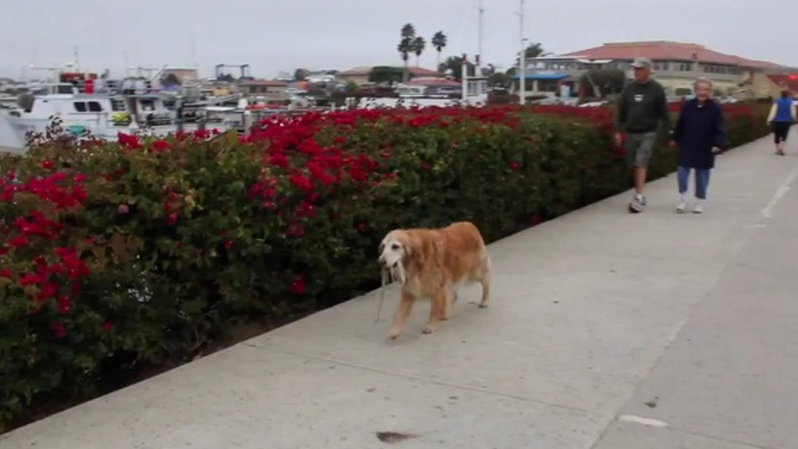Insólito: un perro salió a pasear solo porque su dueño no quiso sacarlo | Virales