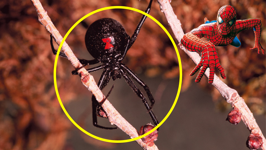 Tres hermanitos se hicieron picar por una araña para convertirse en superhéroes | Virales