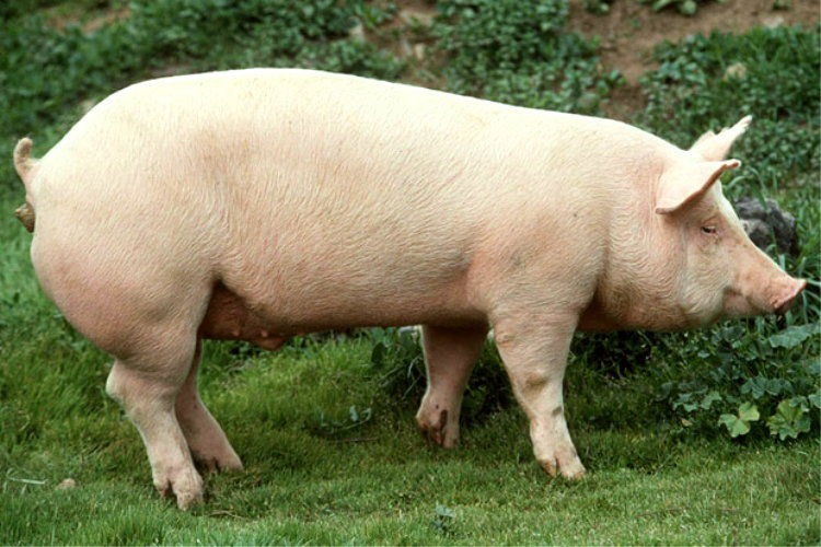 Maltrato animal: descuartizaron a una chancha en la Universidad de La Plata | Sociedad