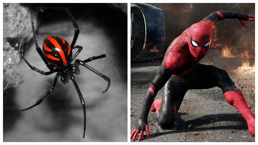 Tres niños se dejaron picar por una araña para convertirse en Spiderman | Sociedad