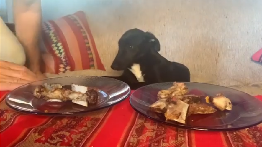 El challenge de Pablo Granados con su perrito | Influencers