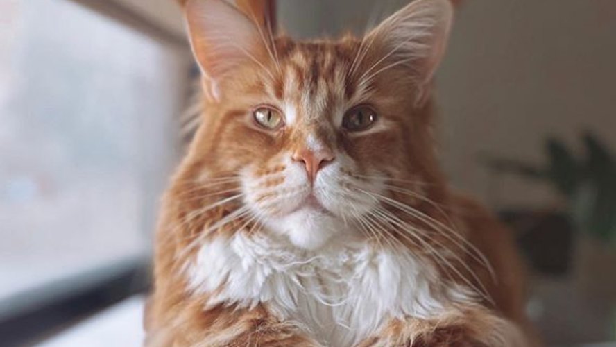 El increíble gato que pesa más de 14 kilos y mide un metro | Virales