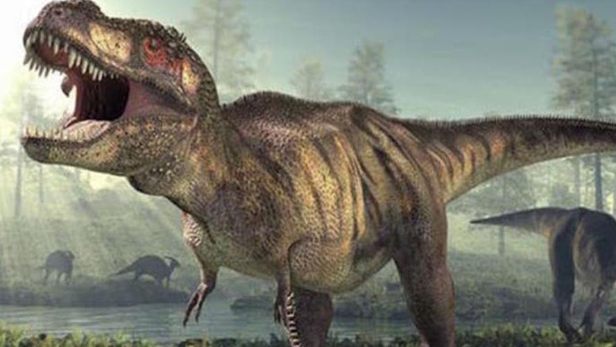 Encontraron el huevo de dinosaurio más chico del mundo | Sociedad