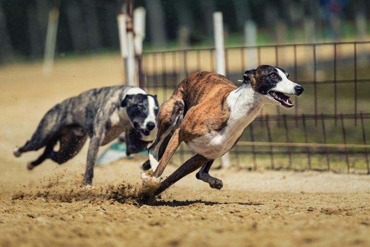 Maltrato animal: tres galgos tendrán su propia abogada en un juicio | Sociedad
