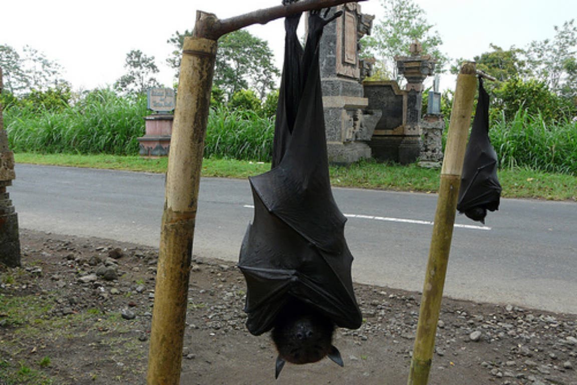 Furor en las redes por las imágenes de un murciélago de tamaño humano | Virales