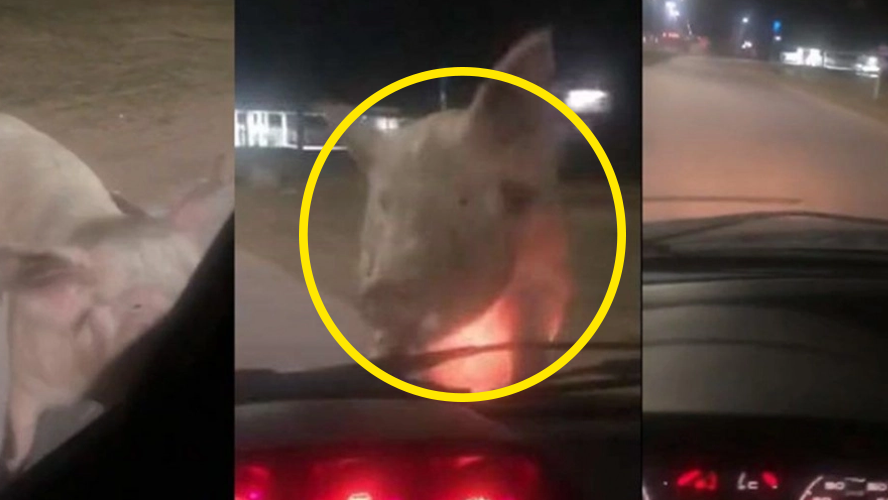 La insólita reacción de una mujer que fue perseguida por un chancho | Virales