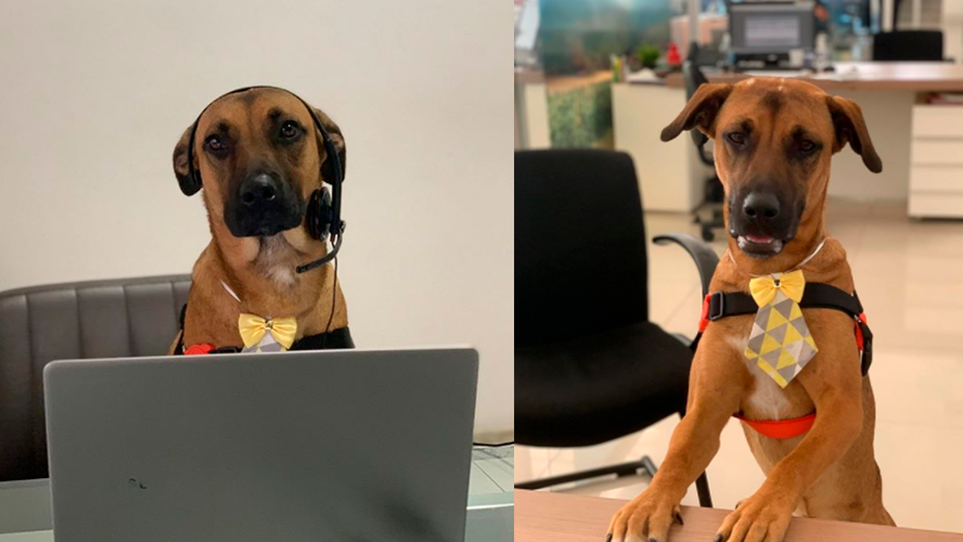 Conocé al perro que trabaja como un empleado más | Virales