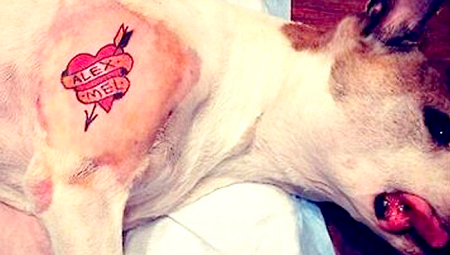 Polémica por una nueva moda: tatuajes en perros | Virales