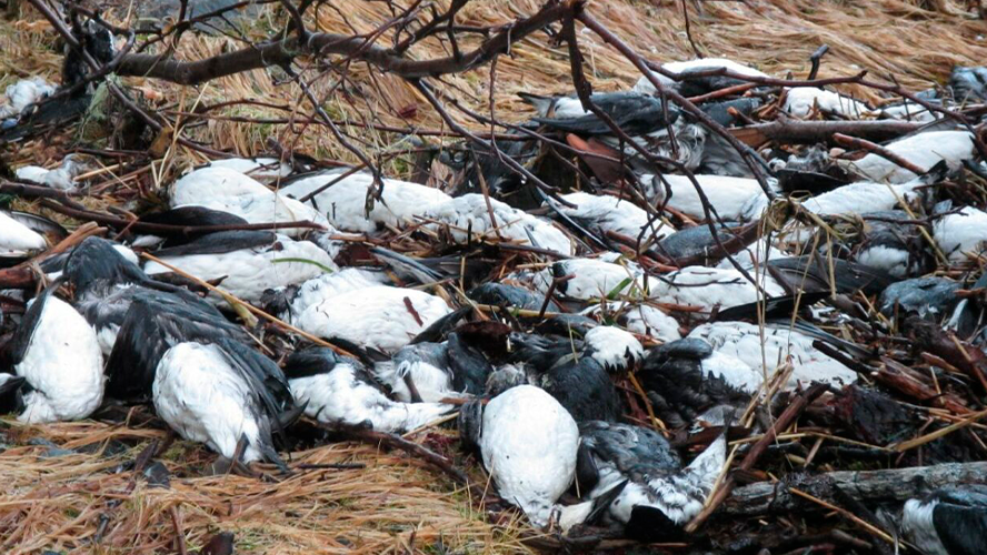 Misterio: Cayeron miles de pájaros muertos en Estados Unidos | Curiosidades