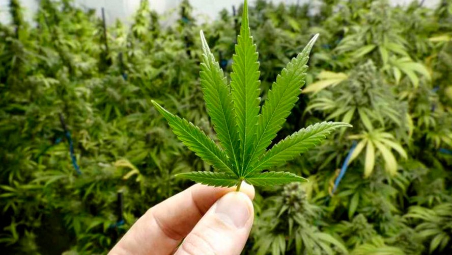 El gobierno aprobó el autocultivo de cannabis medicinal | Sociedad