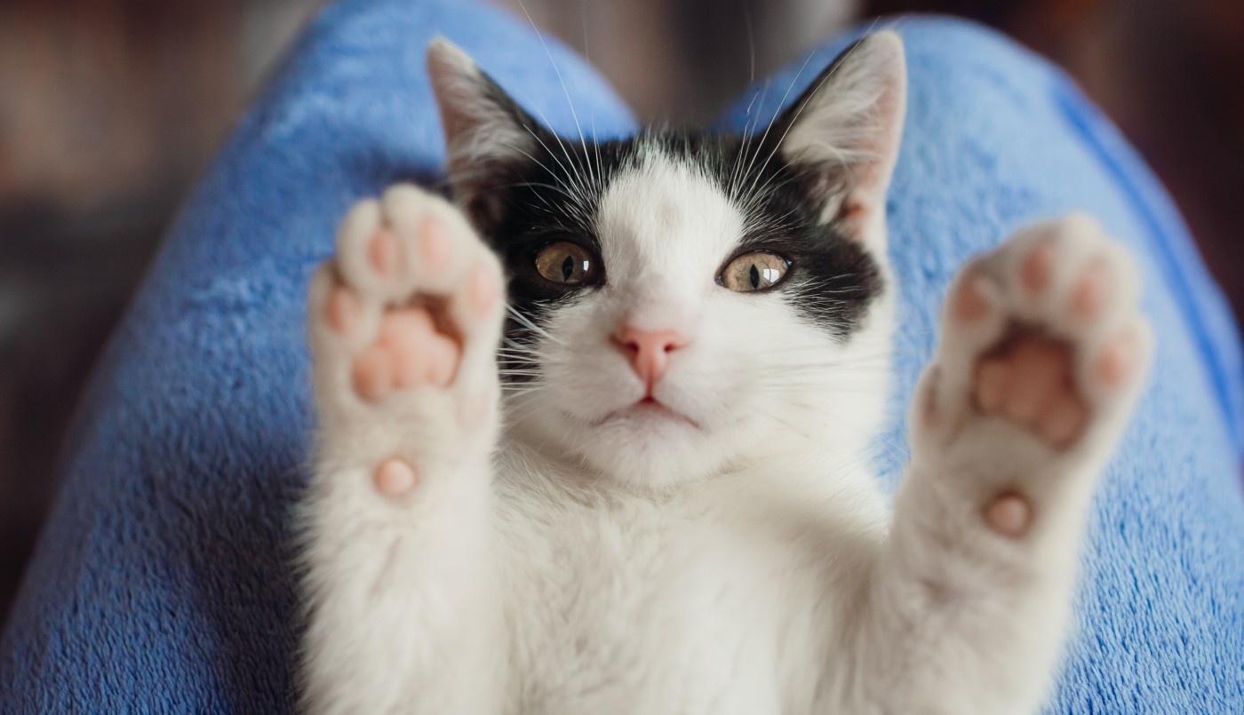 Conocé la app que traduce los maullidos de los gatos en palabras | Tecnología