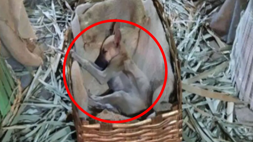 La emocionante foto de un perrito abandonado que durmió en la cuna de un pesebre | Virales