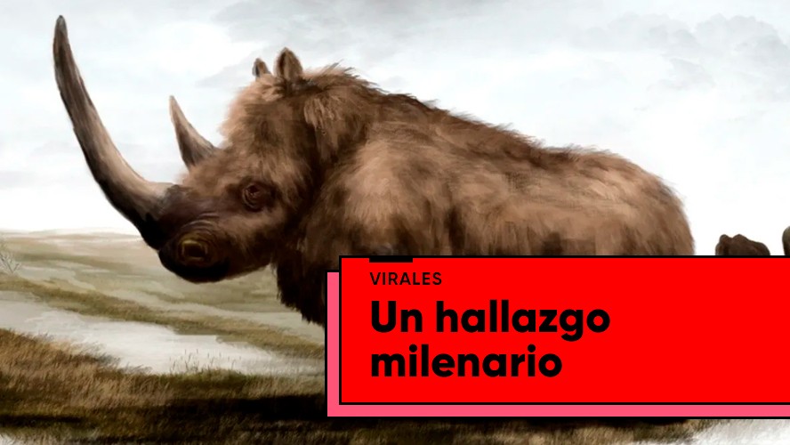 Descubren un rinoceronte lanudo de hace 20 mil años congelado | Virales