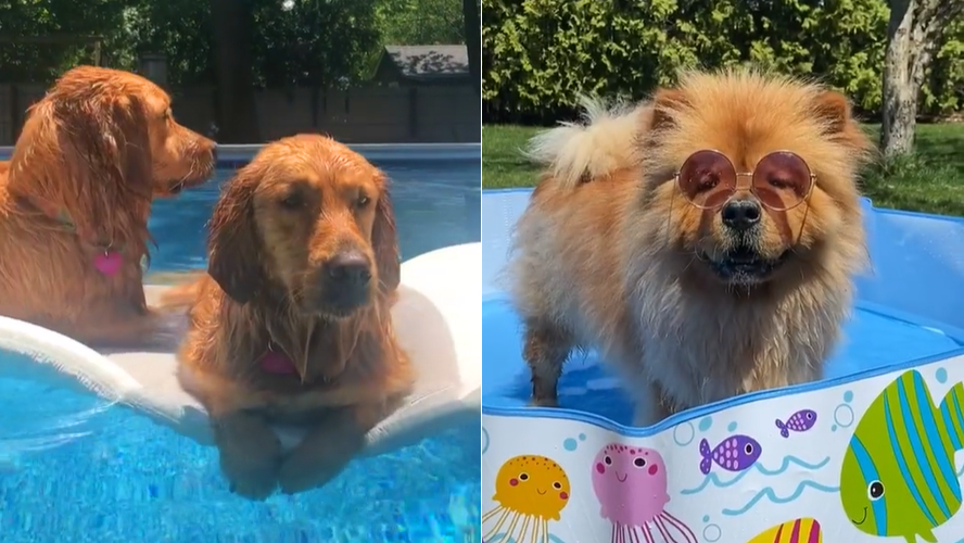 Los perros más divertidos de TikTok | Virales