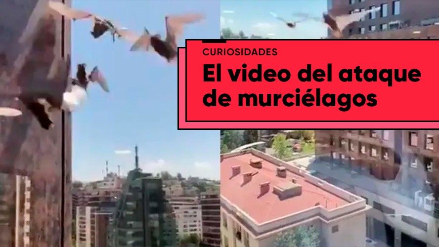 Una invasión de murciélagos alarmó a los vecinos de un edificio a plena luz del día | Curiosidades
