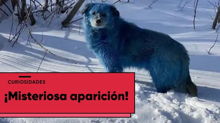 Misteriosa aparición de perros azules en Rusia | Curiosidades