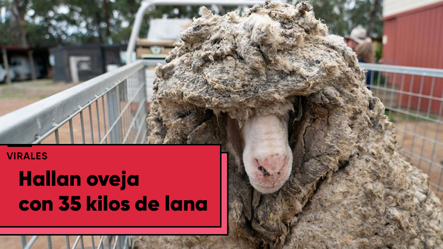 Una oveja pierde 35 kilos de peso tras pasar cinco años sin ser esquilada | Virales