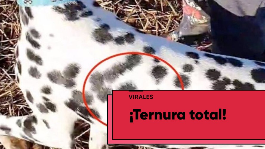 El dálmata que tiene un mensaje en su pelaje | Virales