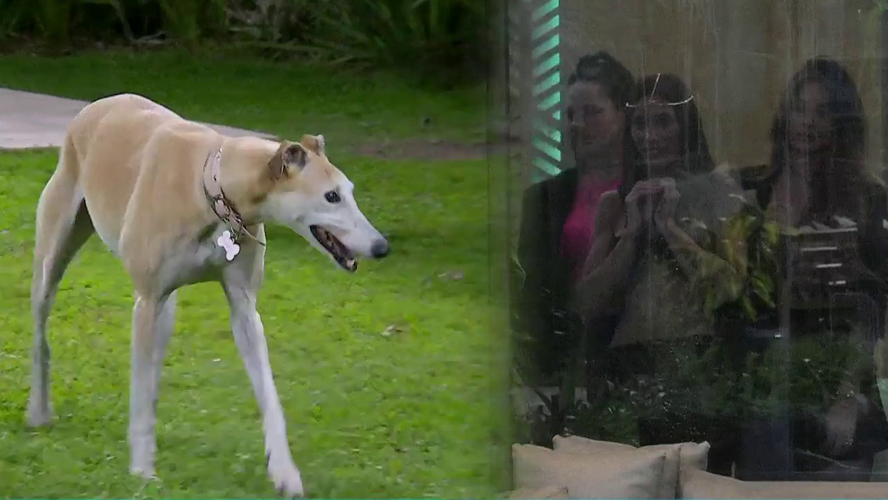 Así fue la emocionante entrada de París a la casa de Gran Hermano | Mejores momentos