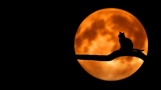 5 curiosidades sobre Halloween