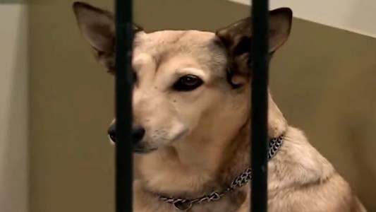 La trágica muerte de Fatiga, el perro de los Argento