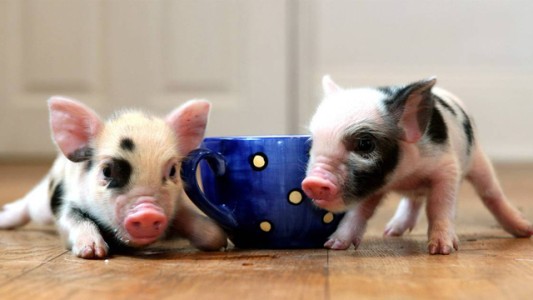 Llegaron a la Argentina los "mini pigs", la mascota que es furor en todo el mundo