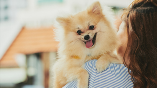 Confirmado: los perros nos entienden más de lo que creemos
