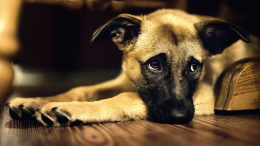 Un estudio científico asegura que los gritos afectan la salud mental de los perros