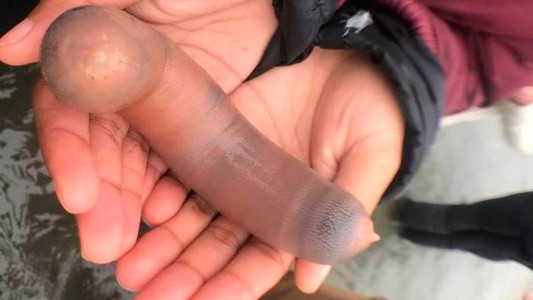 El "pez pene", furor en las redes sociales