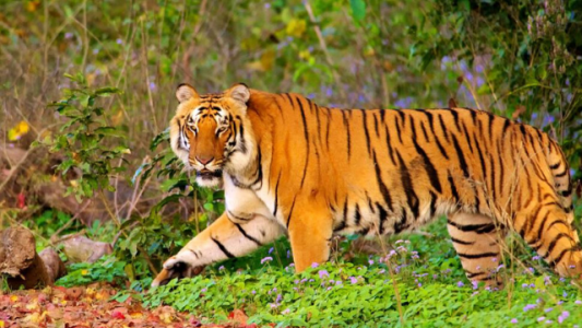 Pintó a su perro para que parezca un tigre y asuste a monos salvajes